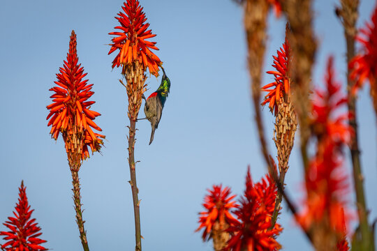Halsbandnektarvogel, Doppelhalsvogel, umgreift eine rote Aloepflanze und saugt mit dem langen, schwarzen, gekrümmten Schnabel den Nektar aus der Blüte, Kruger Nationalpark Südafrika