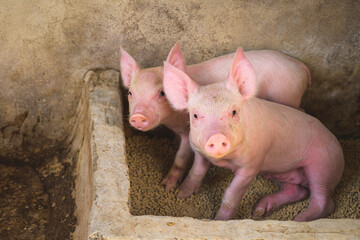 A small piglet in the farm. group of piglet waiting feed. swine in the stall.