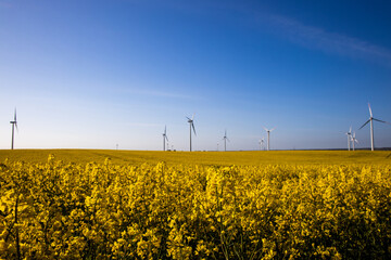  calm minimalistic yellow spring rape field against a blue cloudless idyllic peace sky colors of the ukrainian flag