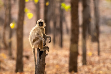 Gray or Hanuman langurs or indian langur or monkey portrait perched on tree trunk during outdoor...