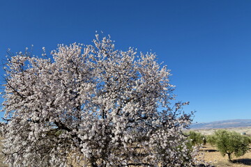 Amandier en fleur. Ciel bleu.