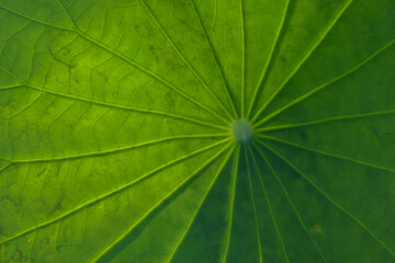 Fototapeta na wymiar Texture on leaf