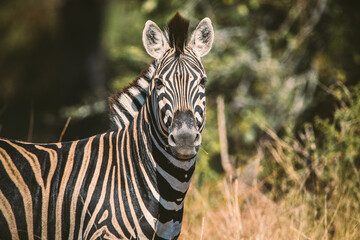 Ein Zebra mit schwarzer Mähne, Hals und Gesicht in der grünen Savanne des Kruger Nationalparks,...