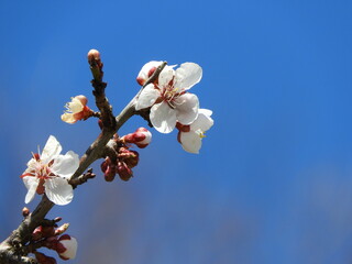 日本の花・桜