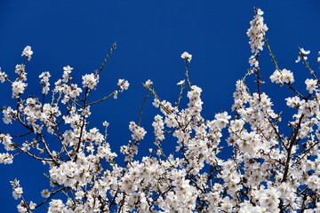 Branches d'amandier en fleur et ciel bleu.