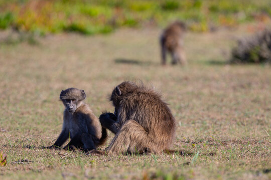 Eine Pavian Mutter laust ihr kleines Pavianbaby in der gr&uuml;nen Landschaft der Savanne S&uuml;dafrikas