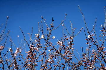Branches d'amandier en fleur et ciel bleu.
