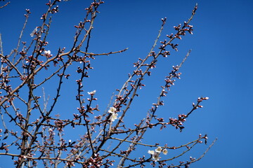 Branches d'amandier en fleur et ciel bleu.