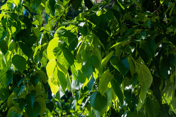 Linden Tilia caucasica in Adler arboretum 