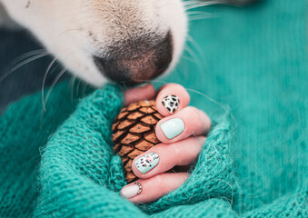 Dog sniffing a hand holding a pine cone. Knitted mint colored material, neat colorful manicure on fingernails. Selective focus on the details, blurred background.