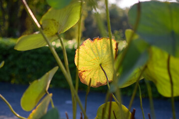 Lotus leaf