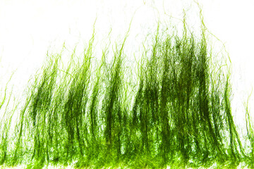 Green dry seaweed on a white hull of a yacht close-up. © Сергей Жмурчак
