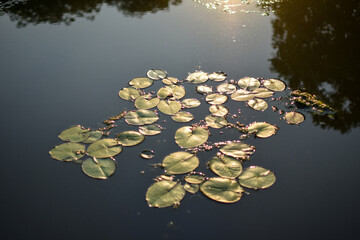 Lotus leaf on the water