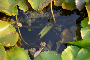 Lotus leaf on the water