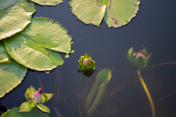 Lotus leaf on the water