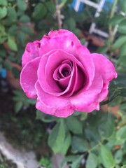 pink rose in garden