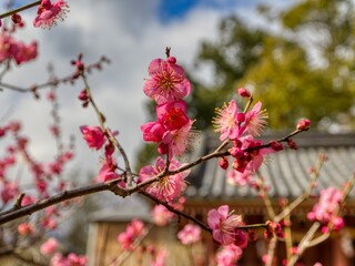 神社に咲く梅の花