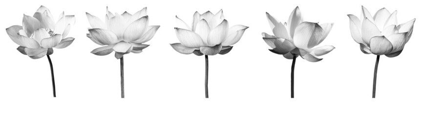 Lotus flower black and white collections isolated on white background with clipping path.