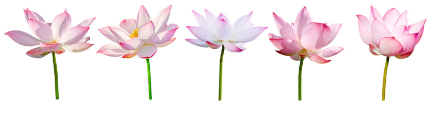 Lotus flower collections isolated on white background. File contains with clipping path.