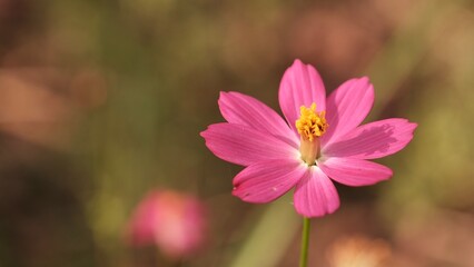 Blurred pink cosmos flower blooming in the garden.