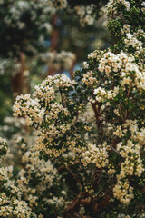 little white flowers 