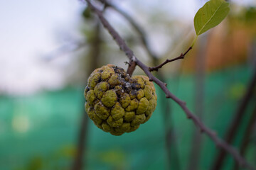 Sugar Apple, Custard Apple on tree
