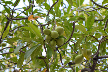 Suicide tree, Pong-pong