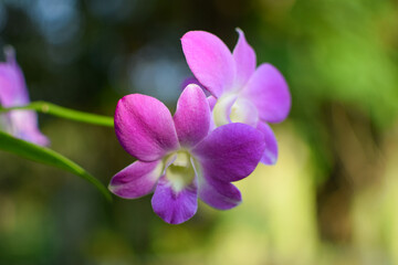 Pink orchid 