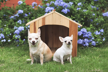 two different size  short hair  Chihuahua dogs sitting in front of  wooden dog house, smiling t and looking at camera. Purple flowers garden background.