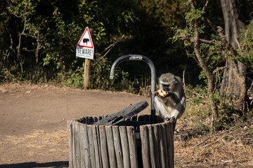 Ein grauer Vervet Affe mit schwarzen Gesicht sitzt im Kruger Nationalpark an einem Rastplatz auf einer Mülltonne und bedient sich an Nahrungsresten der Menschen