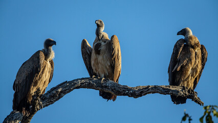 Drei Geier sitzen vor blauem Himmel auf einem kargen Ast im südafrikanischen Kruger Nationalpark