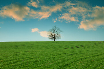 samotne drzewo na środku pola na tle pięknego nieba