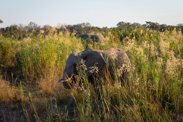 Ein junger Elefant zieht allein durch hohe, grüne Grasbüschel durch die Savanne des Kruger...