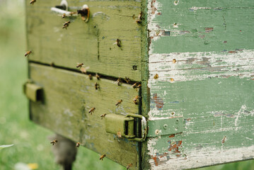 Bees flying back in hive after an intense harvest period. Swarm of bees in flight at beehive entrance on a sunny day. Hive of bees in the apiary in spring.