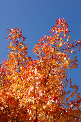 Ahorn (Acer), rotes Herbstlaub an einem Baum, Deutschland