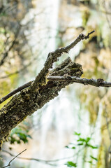 Isolated Deciduous Tree Branch with a Blurry Background of a Waterfall in Plitvice Lakes National Park, Croatia. Natural Environment with Plants and Trees