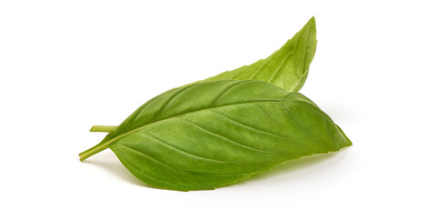 Fresh organic Basil Leaves, isolated on white background.