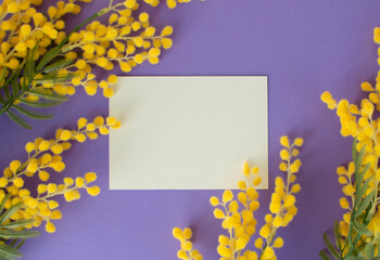 Branches of a beautiful mimosa and with a blank card on a purple background. Composition of flowers. The concept of spring. Flat position, top view. © Inna