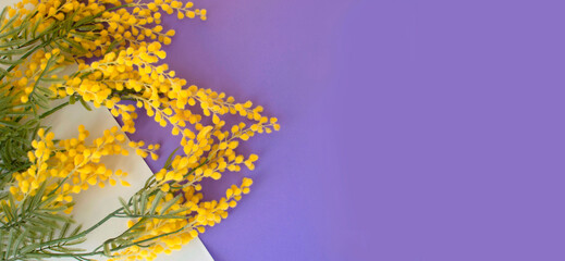 Branches of a beautiful mimosa on a purple background with an empty space for text. Composition of flowers. The concept of spring. Flat position, top view. Minimal concept