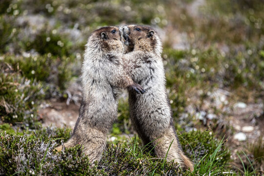 Jeu de marmottes
