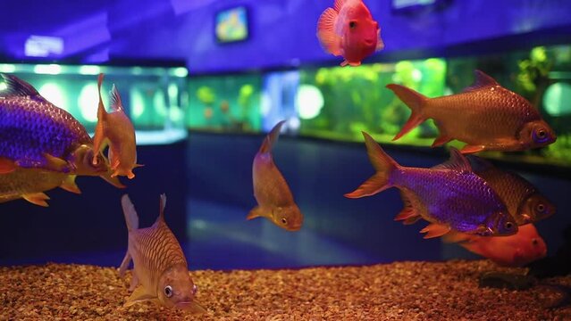 fish barbus bream-shaped red swims in an aquarium with a backlight