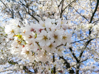 White Sakura In Japan 