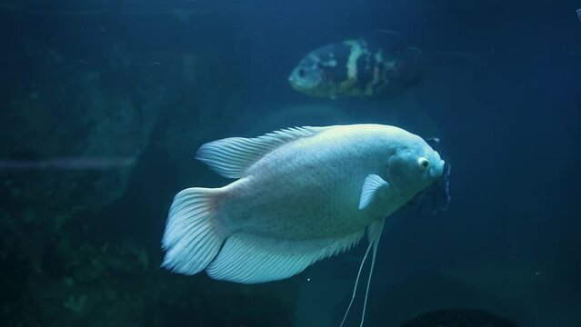 tropical fish in the aquarium kissing gourami