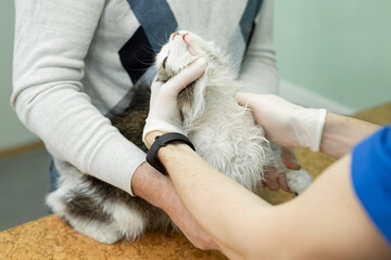 Cat having a check-up at a animal vet clinic