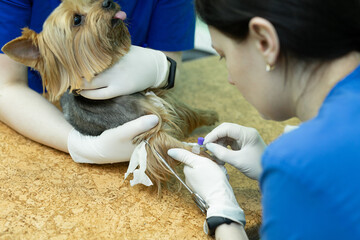 Vet puts a catheter on the dog at the veterinary clinic
