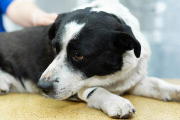 Naklejka na ściany i meble Vaccine to the dog in veterinary clinic.