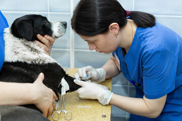 Vet puts a catheter on the dog at the veterinary clinic