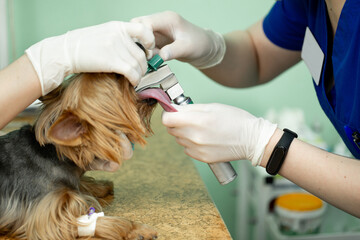 Veterinarian surgery, putting anesthesia breathing circuit set to dog mouth