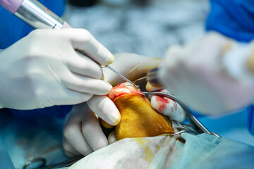 Surgery on the paw of the dog in veterinary clinic