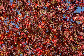 Ahorn (Acer), rotes Herbstlaub an einem Baum, Deutschland